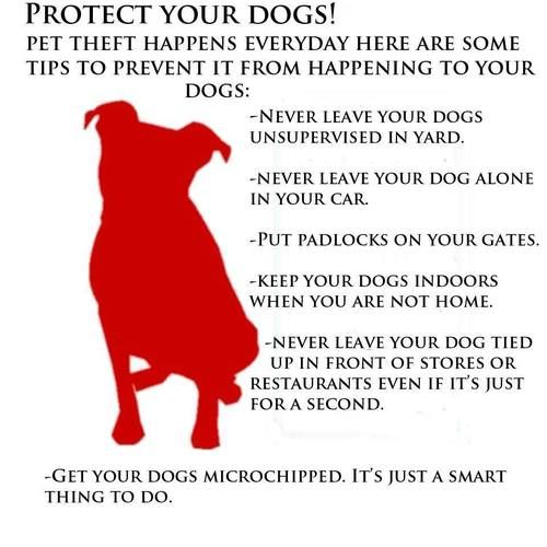 Protect your dog