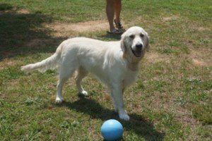 A dog standing next to a ball on the ground.