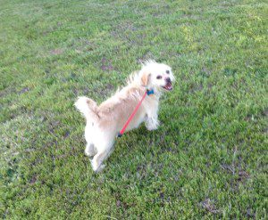 A dog is walking in the grass with its leash.