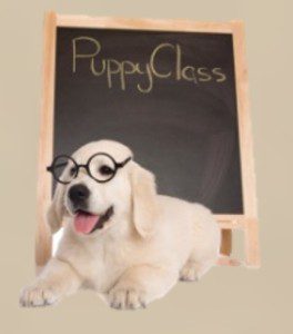 A dog wearing glasses sitting next to a chalkboard.