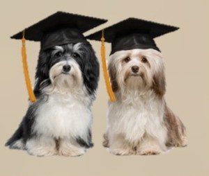 Two dogs wearing graduation caps and sitting next to each other.