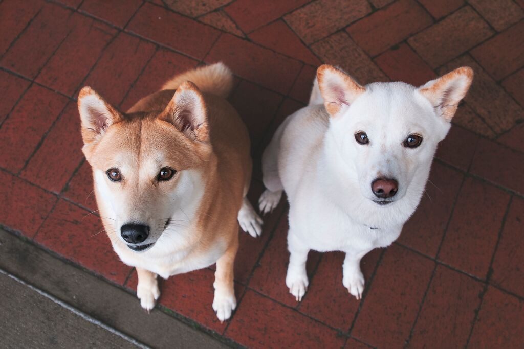 Two dogs sitting on the ground looking up at a camera.