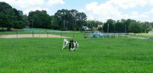 Three dogs playing in a field with a playground behind them.