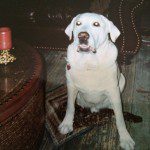 A dog sitting on the floor in front of a chair.