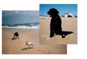 A dog and its owner on the beach