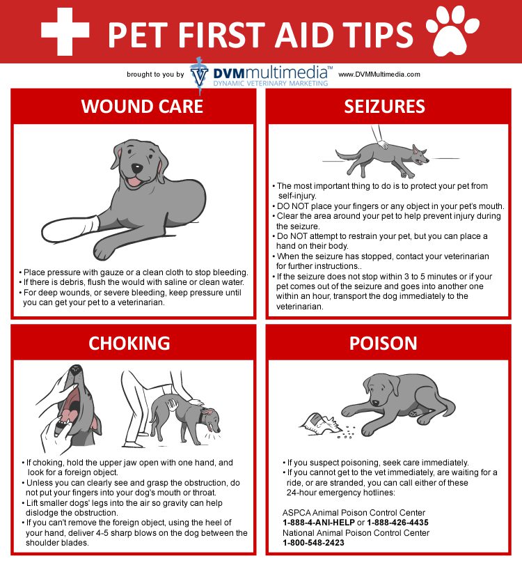 A picture of some pet first aid tips.
