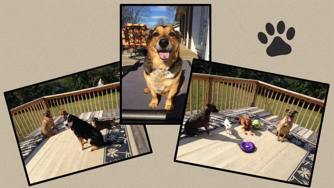 A collage of pictures with dogs on the deck