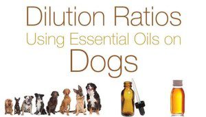 Dilution ratio for essential oils of dogs