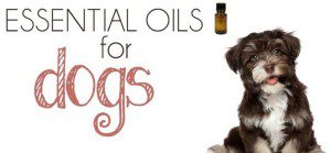 A dog sitting in front of an essential oil bottle.