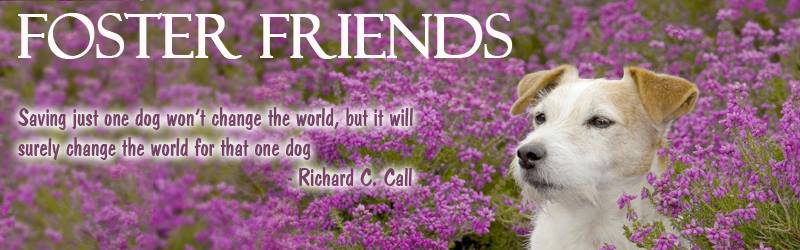 A dog in the middle of purple flowers with a quote.