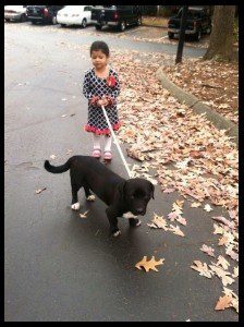 A little girl walking her dog on a leash.