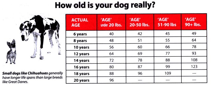 A table showing how old is your dog really