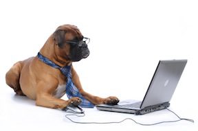 A dog wearing glasses and sitting on the floor with its paws on a laptop.