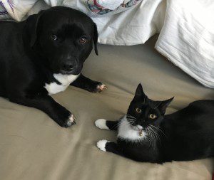 A black and white cat laying next to a dog.