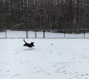 A black dog running in the snow