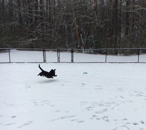 A dog running in the snow with its head down.