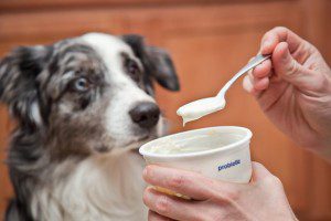 A dog is eating from a bowl with a spoon.
