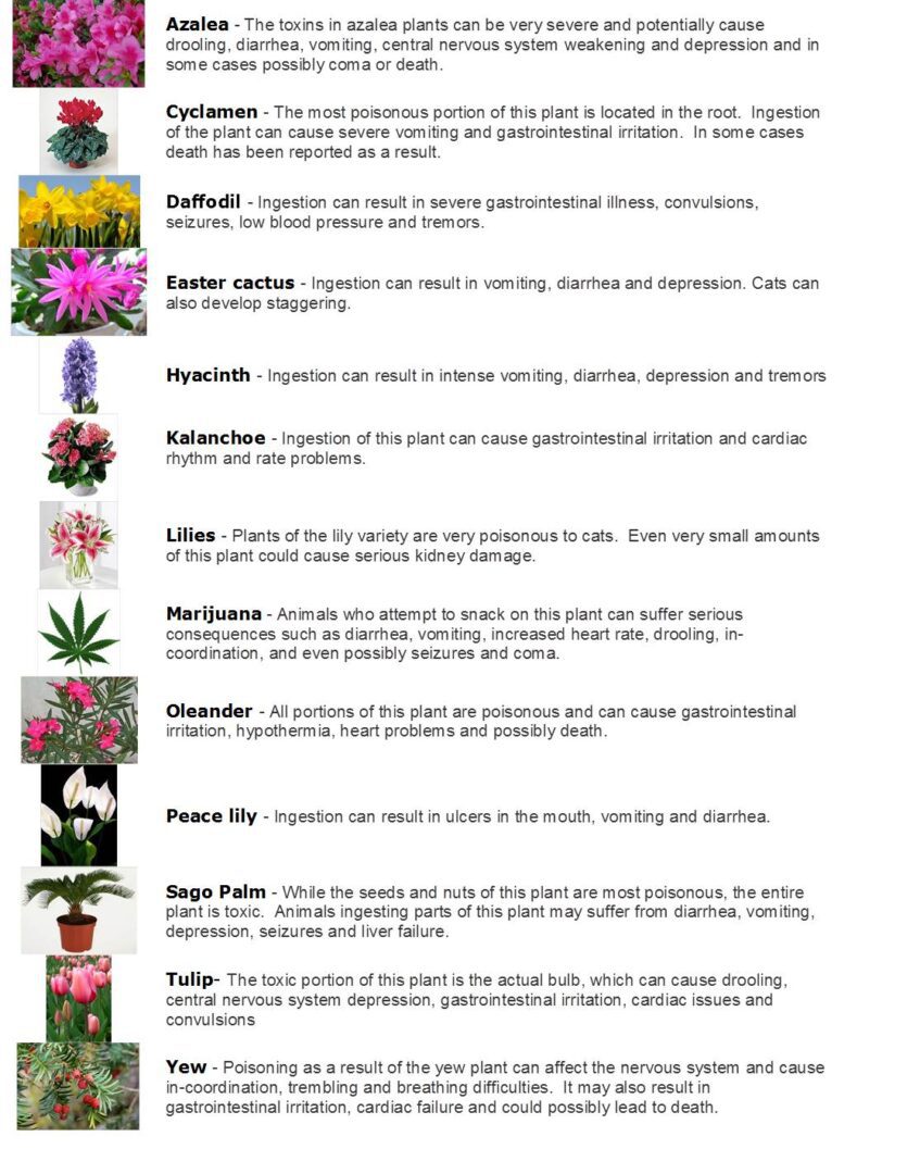 A series of plants with descriptions on each.
